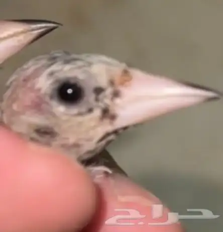 حسون افراخ سوري 0