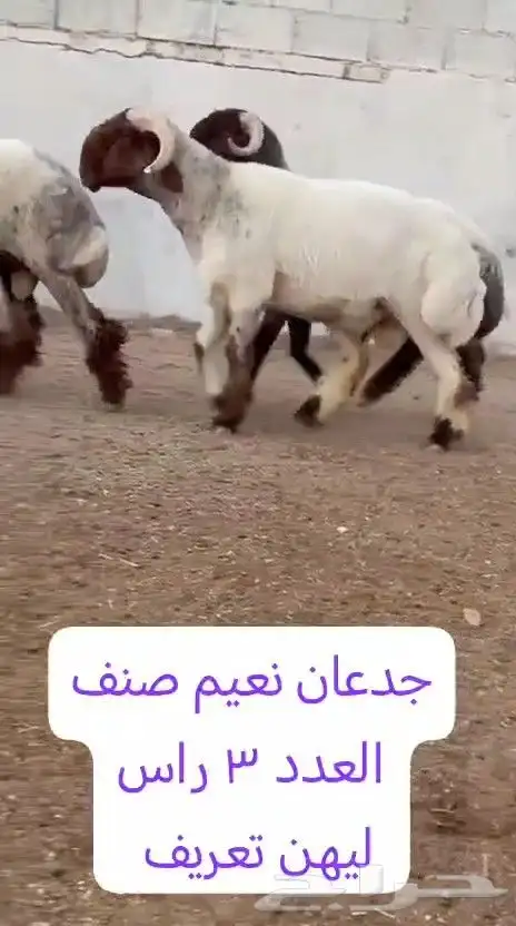 جدعان نعيم صنف للبيع 5