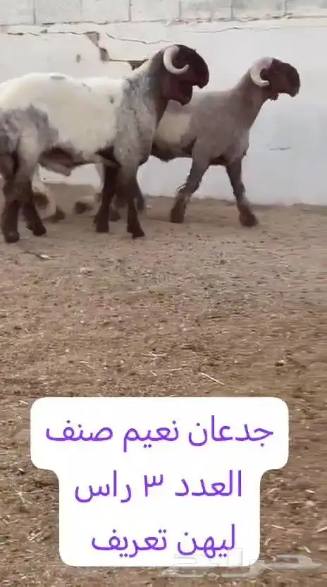 جدعان نعيم صنف للبيع 2
