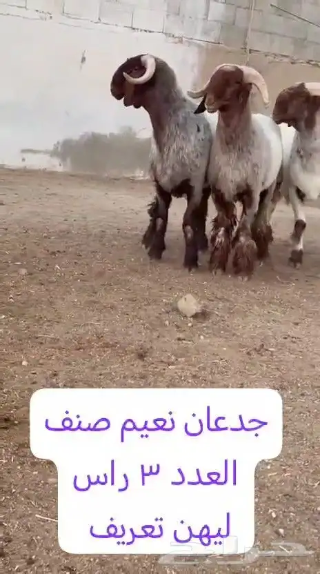 جدعان نعيم صنف للبيع 0