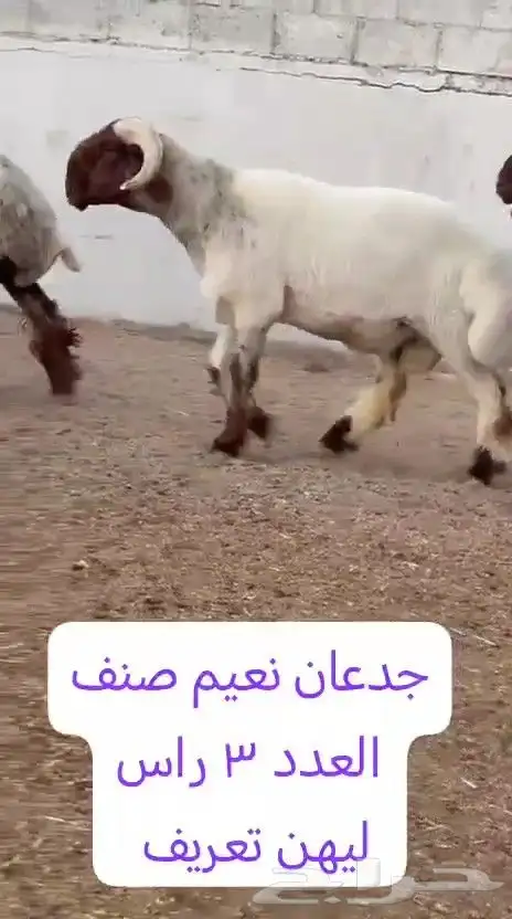 جدعان نعيم صنف للبيع 6