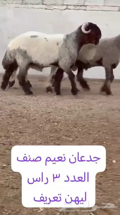 جدعان نعيم صنف للبيع 1