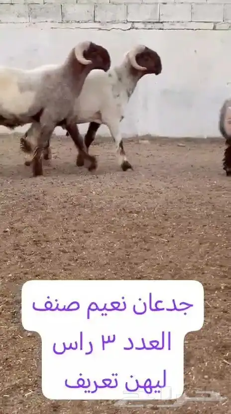 جدعان نعيم صنف للبيع 8