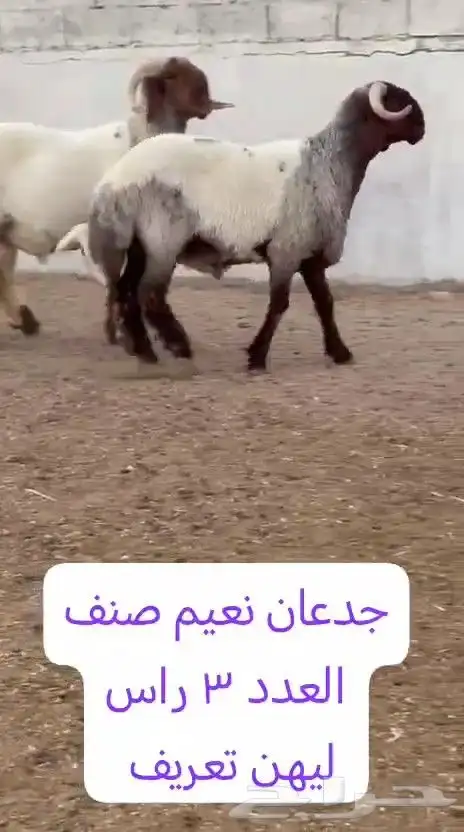 جدعان نعيم صنف للبيع 3