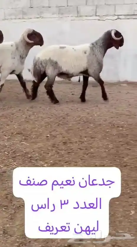 جدعان نعيم صنف للبيع 9