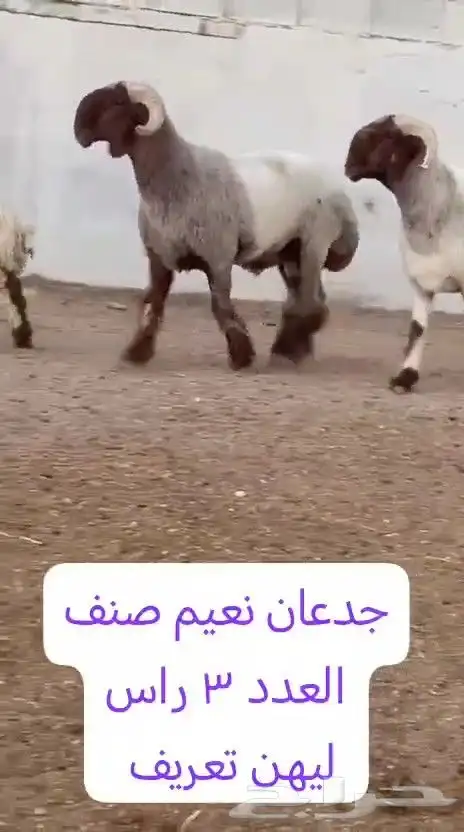 جدعان نعيم صنف للبيع 7