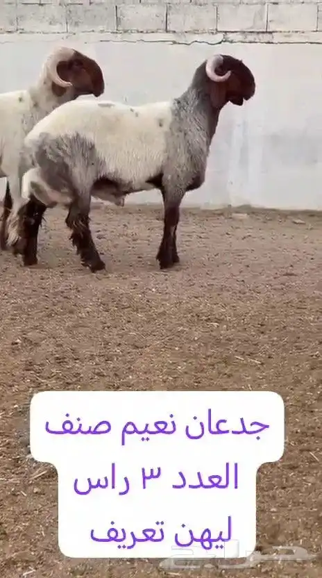 جدعان نعيم صنف للبيع 4