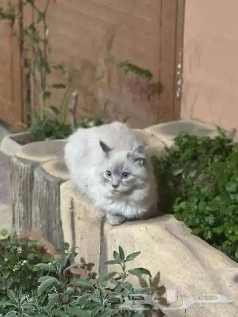 قط للتبني 3