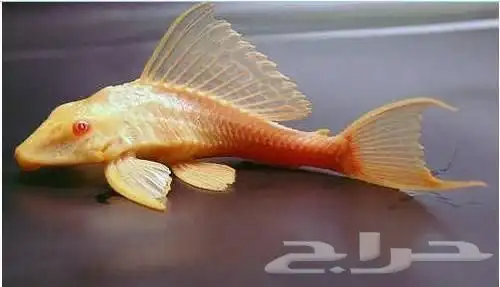 حوض سمك بكل المعدات 12