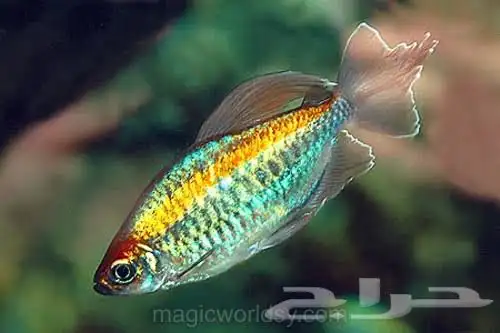 حوض سمك بكل المعدات 4