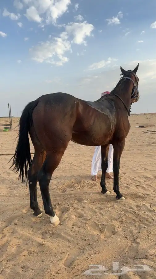 حصان انقليزي 0