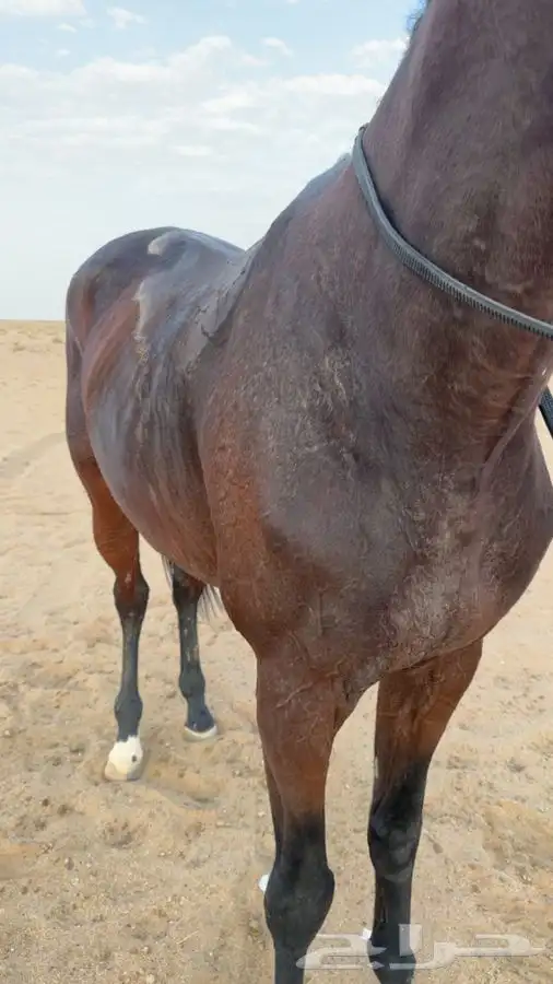 حصان انقليزي 2