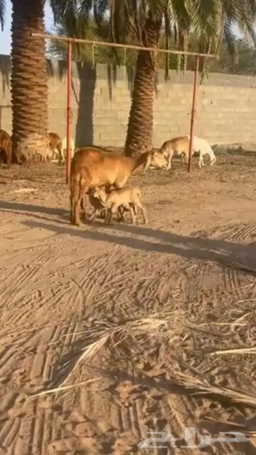 نعجه السن رباع تحته خروفين سكليه مشروطه درمانيه رقبه وجنب 1