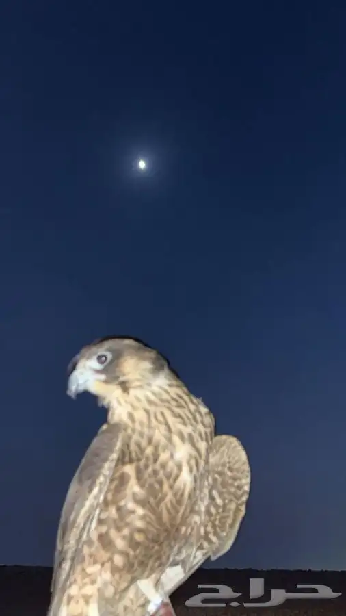 صقور للايجار لجميع الماسبات 2