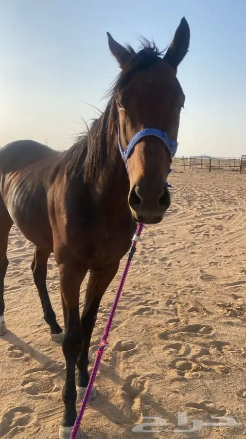 حصان انقليزي 3