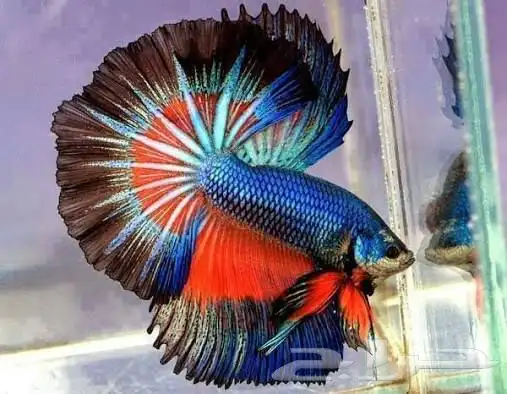 اسماك فايتر 0