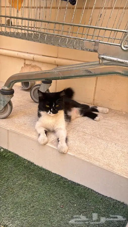 بسه للتبني ( حامل ) 4