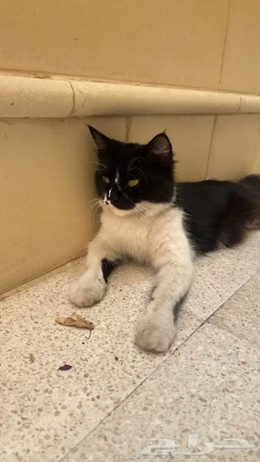 بسه للتبني ( حامل ) 3