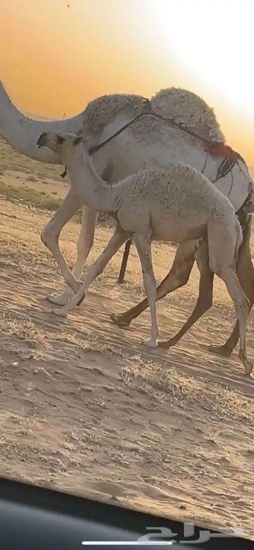 قعود فحل رباع 6