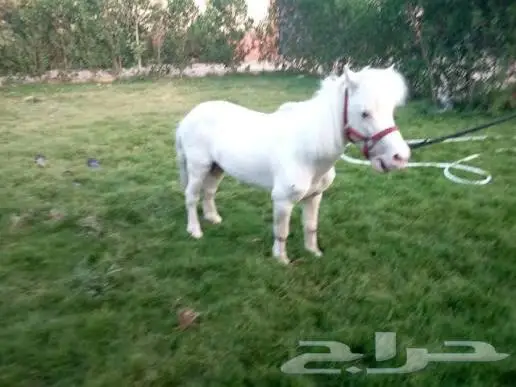 مطلوب فحل سيسي قصير 0