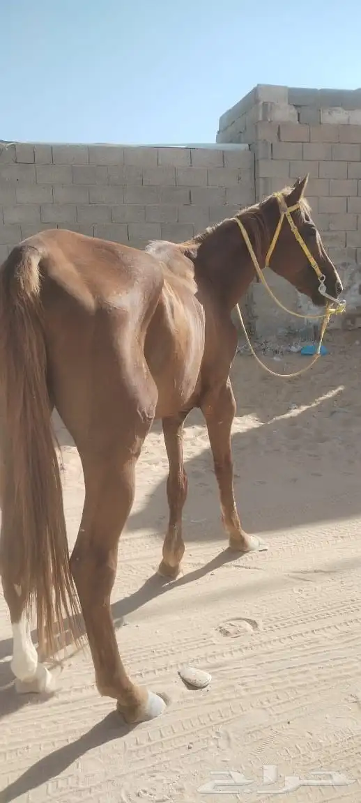 حصان للبيع 3