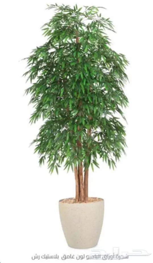 شجرة بامبو صناعيه بعروق طبيعيه 0