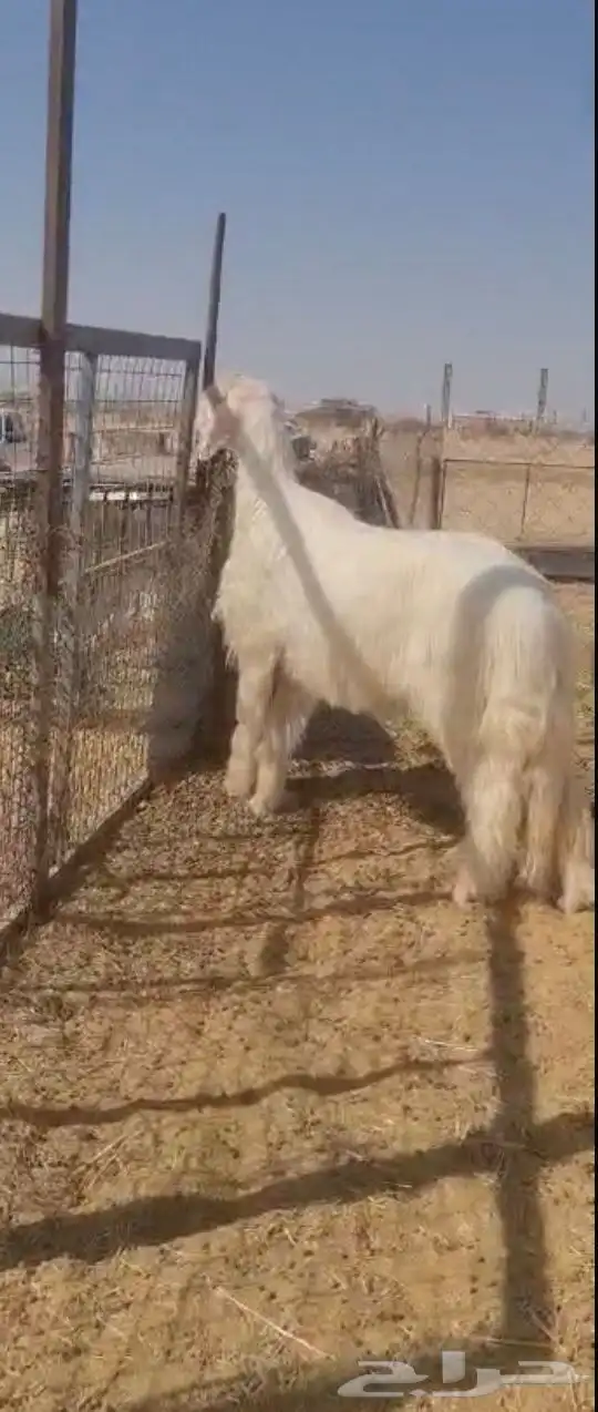 فحل عيسي فاخر جدا( صور جديده) 14