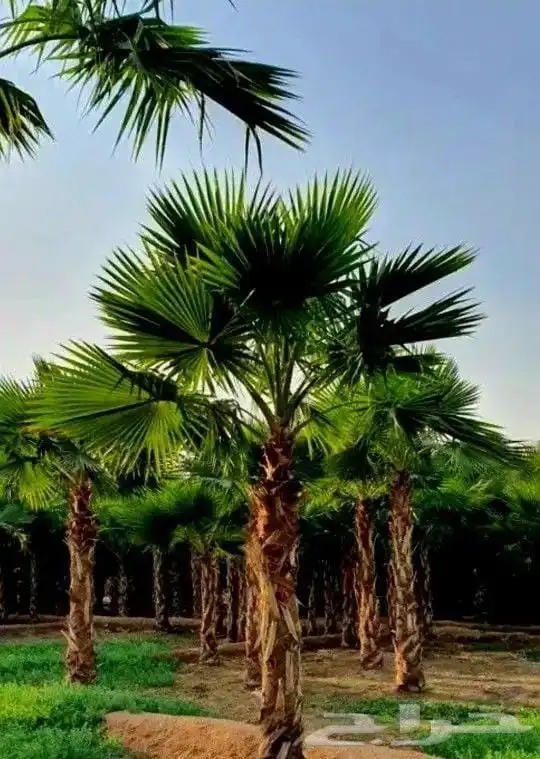 نخل واشنطني زينه 5