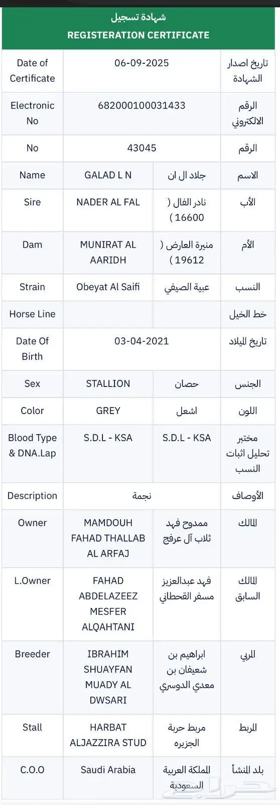 حصان جزيري بيور سبق 3