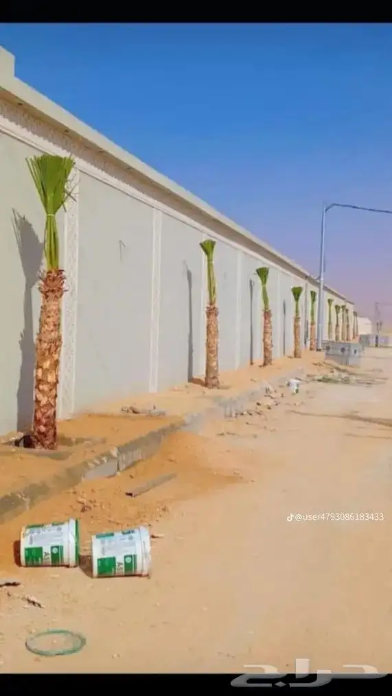 يوجد لدينا جميع انواع النخيل العربي والواشنطن بكل المقسات 9