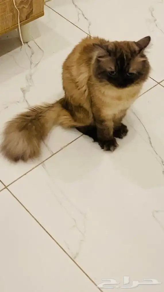 قط ذكر شيرازي هملايا مهجن أليف مدرب مع جميع اعرضه للبيع 5