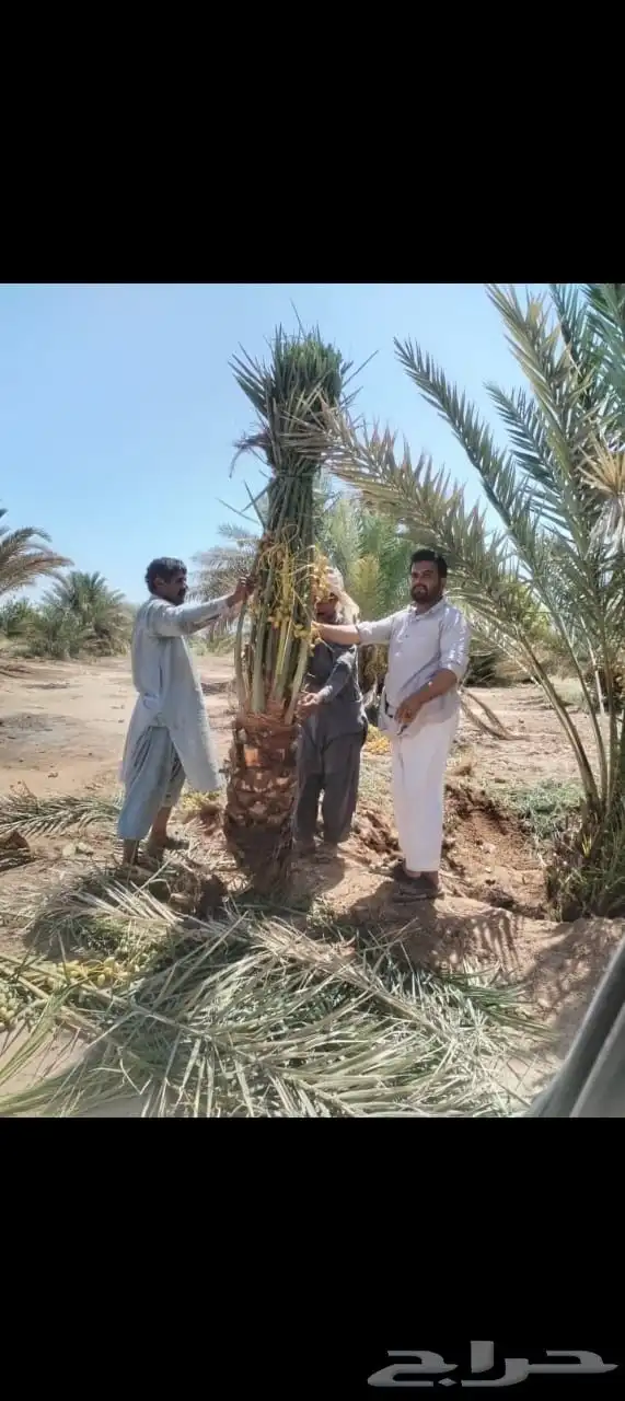 يتوفر لدينا نخيل طيب للبيع والسعر مناسب للجميع 0