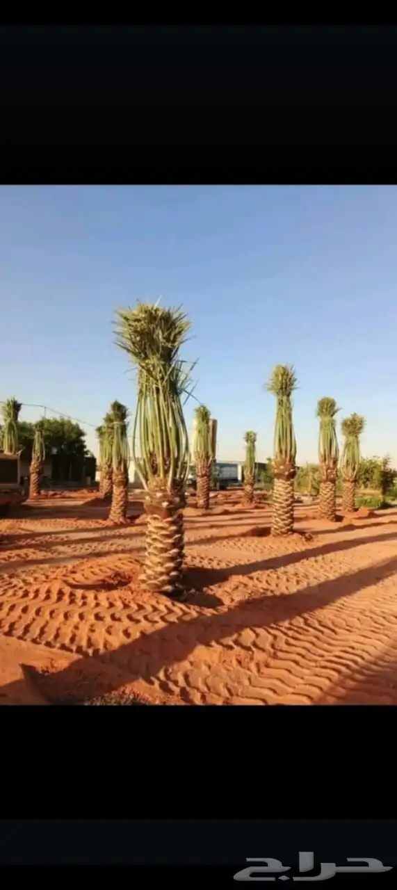 يوجد لدينا جميع انواع النخيل العربي والواشنطن بكل المقسات 4