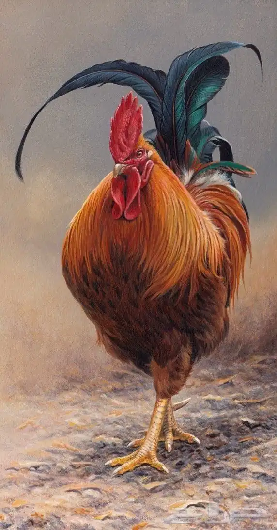 مطلوب ديك طيب 0