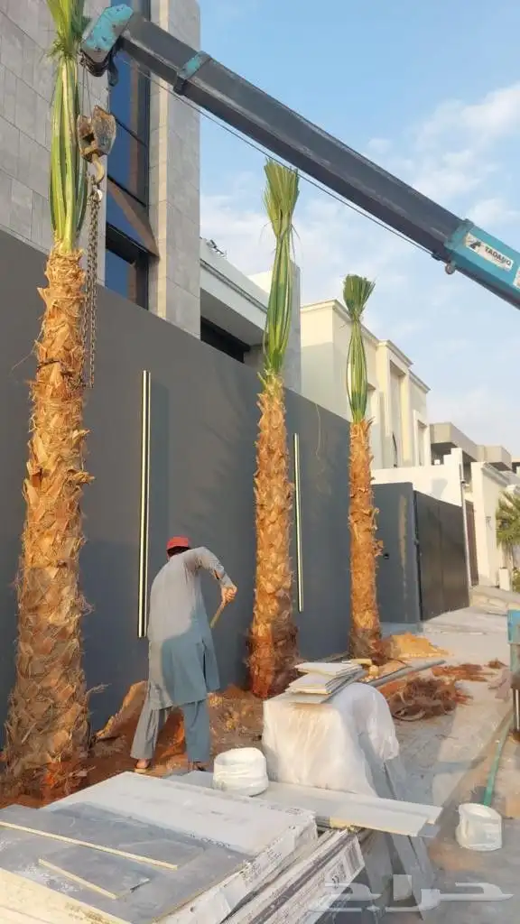 نخل واشنطنيا 3