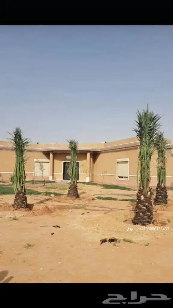 يوجد لدينا جميع انواع النخيل العربي والواشنطن بكل المقسات 9