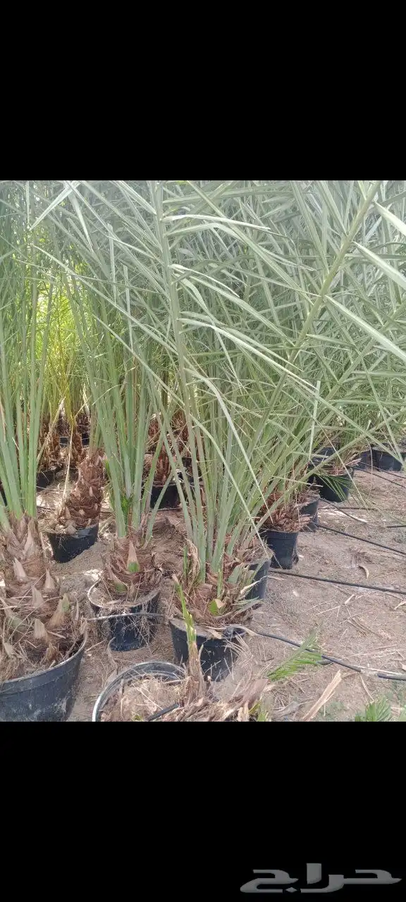 فروخ صقعي مشتول للتصدير داخل مملكه وخارج المملكه لامصر ودول 2