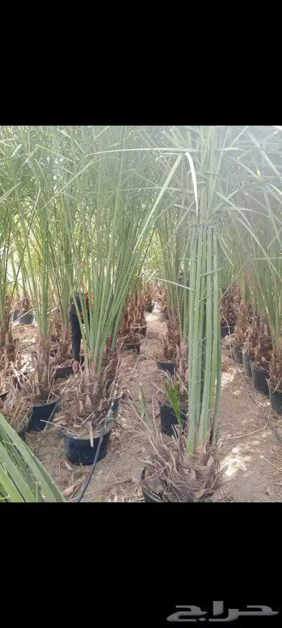 فروخ صقعي مشتول للتصدير داخل مملكه وخارج المملكه لامصر ودول 1