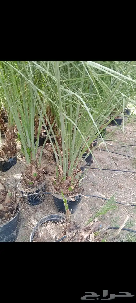 فروخ صقعي مشتول للتصدير داخل مملكه وخارج المملكه لامصر ودول 0