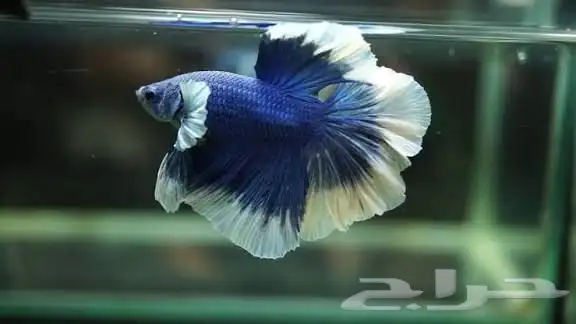 اسماك فايتر 2