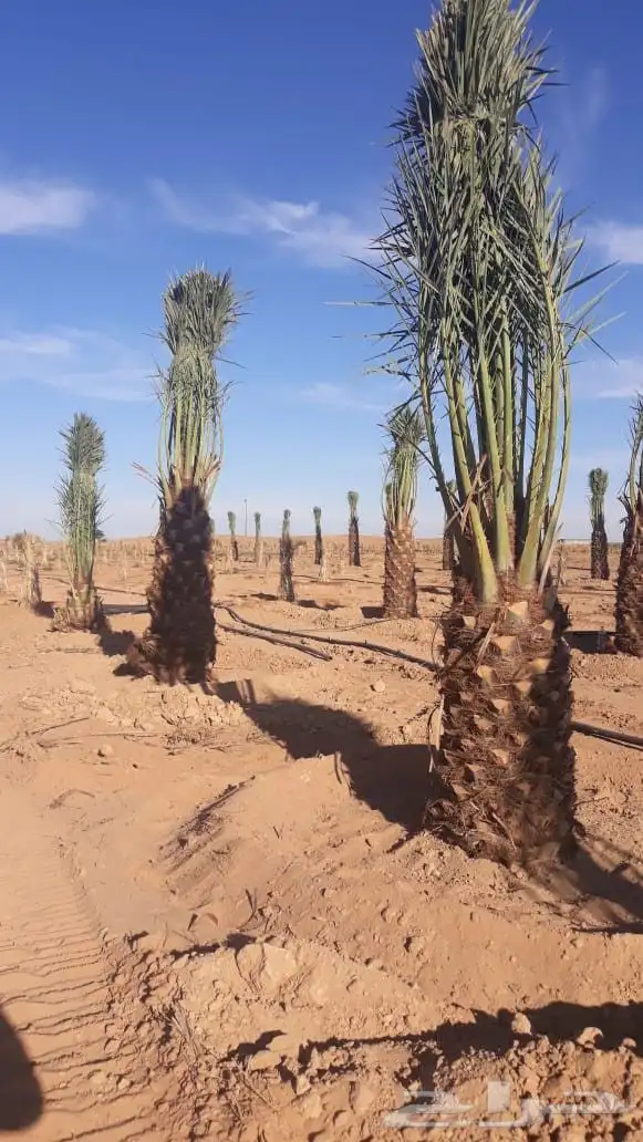 نخل عربي ونخل واشنطني 4