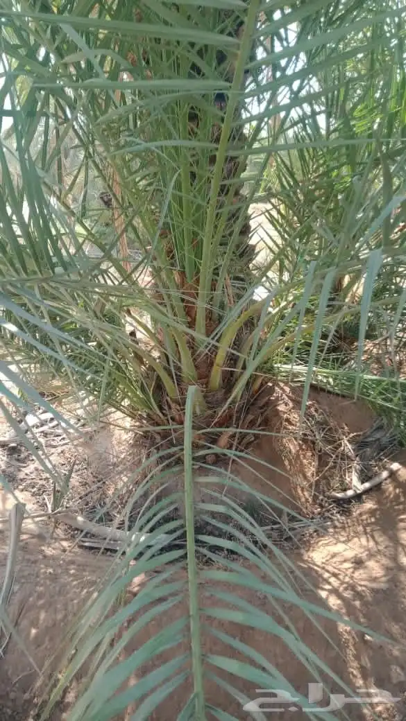 فسايل نخل صقعي مجدول برحي سكري خضري خلاص 1