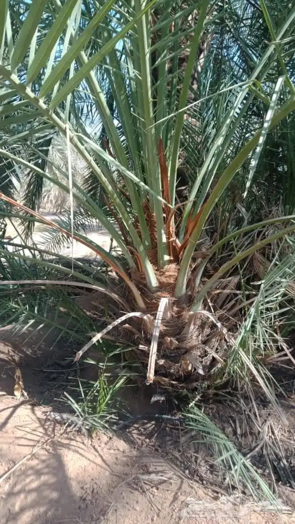 فسايل نخل صقعي مجدول برحي سكري خضري خلاص 2