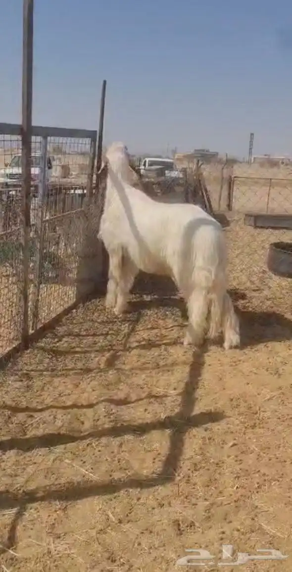 فحل عيسي فاخر جدا( صور جديده) 13