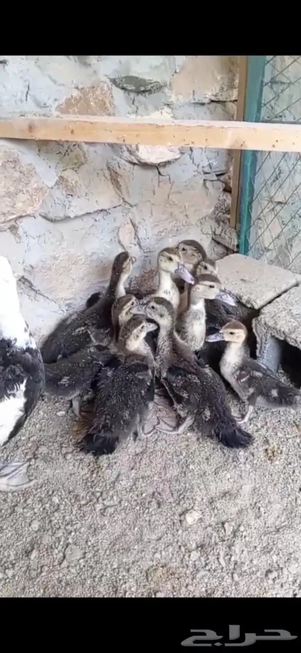 بطة و عدد 9 ابنائها للبيع. 2