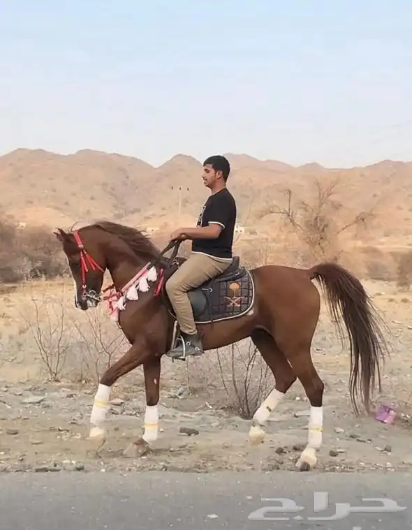 حصان للبيع 1