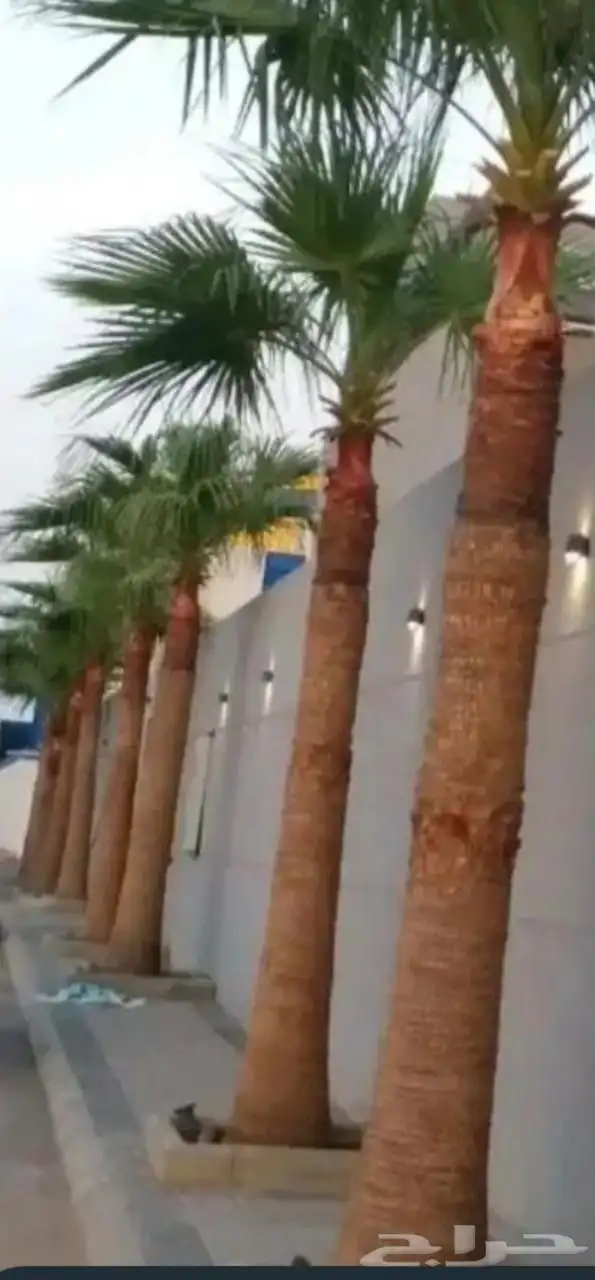 يوجد لدينا جميع انواع الواشنطن ابيض اسود غرص اسود مروحه 1