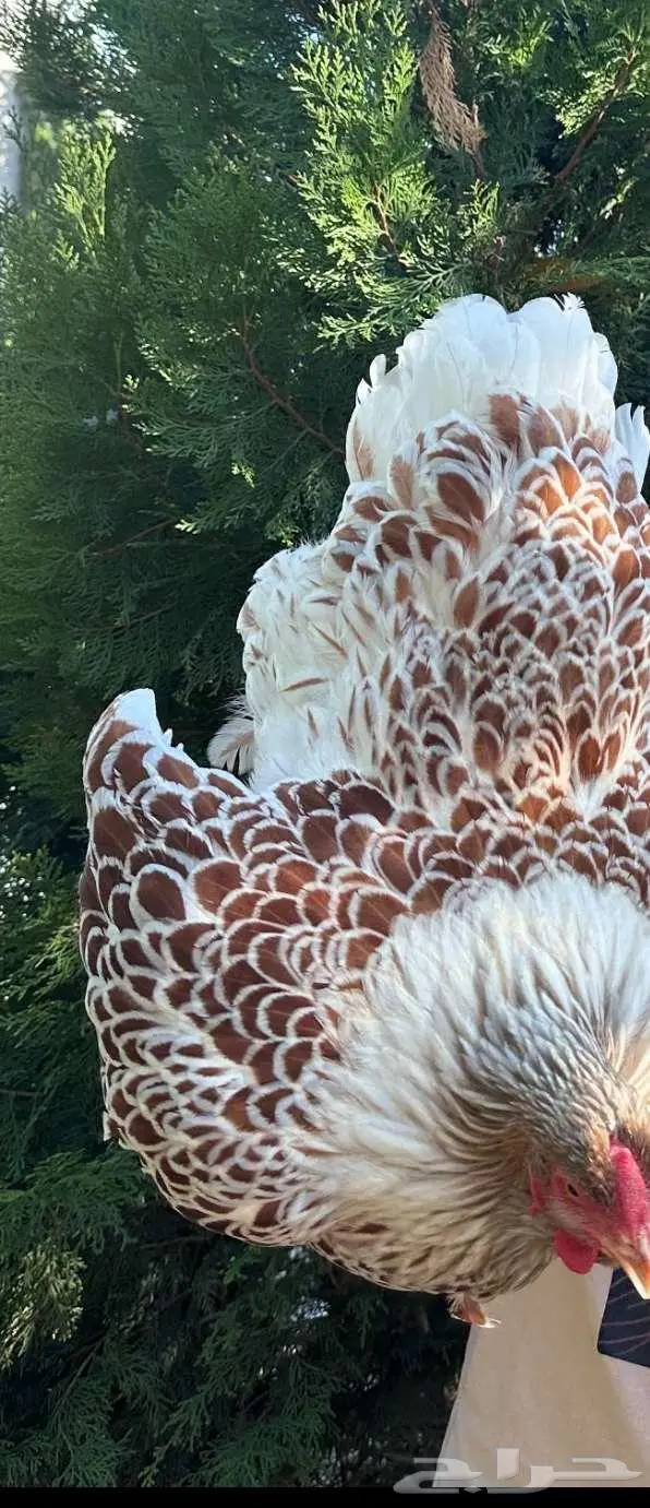 فرصة صوص وايندوت نوادر 14