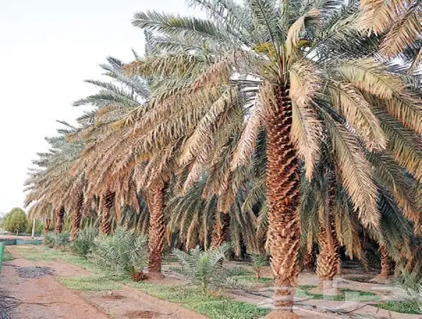 جميع انوع انخيل 5