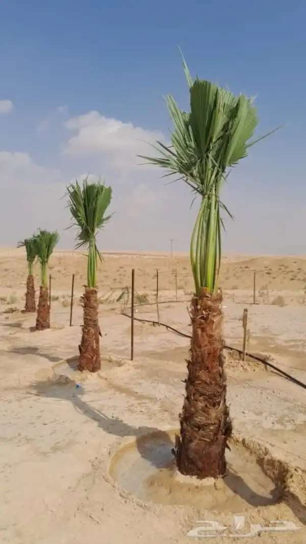 نخل القصيم نخلوطيب ومثمر على هذا الرقم 0